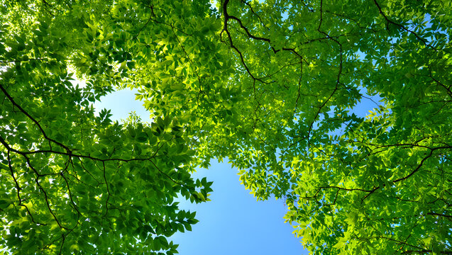 Lush green canopy with bright blue sky