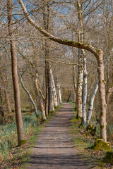 Bäume mit schräg wachsenden Ästen bilden ein natürliches Tor am vor-frühlingshaften Wanderweg im Spreewald zwischen Lübbenau und der "Wotschofska"