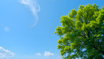 Obraz premium Bright blue sky with lush green tree branches