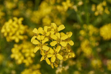 Barbarea vulgaris (lat. Barbarea vulgaris) is blooming in the meadow. Inflorescence Barbarea vulgaris.