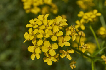 Barbarea vulgaris (lat. Barbarea vulgaris) is blooming in the meadow. Inflorescence Barbarea vulgaris.
