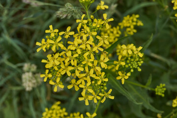 Barbarea vulgaris (lat. Barbarea vulgaris) is blooming in the meadow. Inflorescence Barbarea vulgaris.