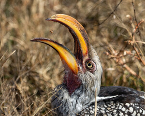 A southern yellow-billed hornbill flipping a small insect into its mouth - South Africa.