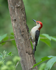 A red-bellied woodpecker perched on a tree branch