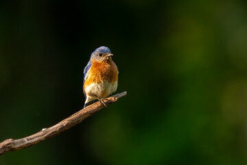 A bluebird perched on a tree limb
