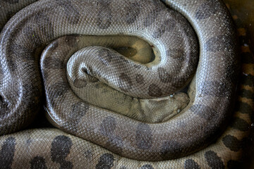 In the heart of Pacaya Samiria National Reserve, this powerful anaconda reigns as one of the...