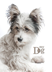 cute dog