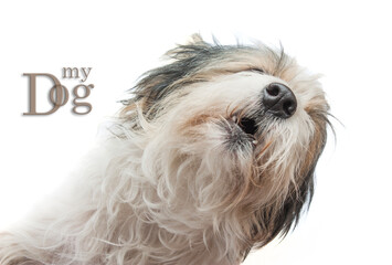 cute dog