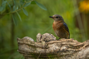 A bluebird perched on a rock