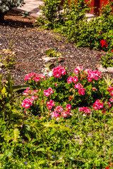 Pelargonium grandiflorum pertenece a la familia de Geraniaceae.