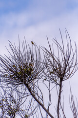Serinus canaria pertenece a la familia de Fringillidae.