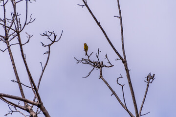 Serinus canaria pertenece a la familia de Fringillidae.