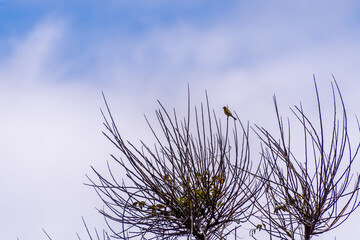 Serinus canaria pertenece a la familia de Fringillidae.