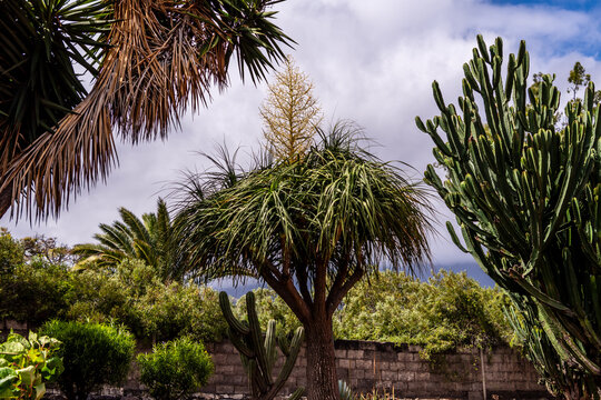 Nolina longifolia pertenece a la familia de Asparagaceae.