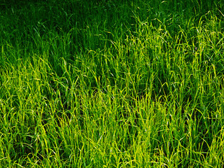 Fresh summer green grass during sunset time