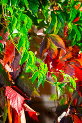 Red leaves of wild grapes in the trees in the park