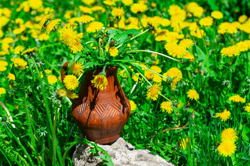 bouquet of blooming dandelions in a jar