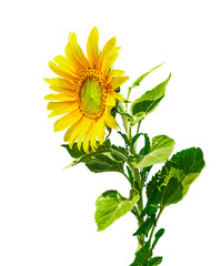 Yellow sunflower against a blue sky