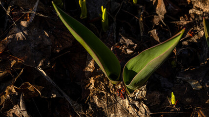 The fascinating emerging plant life during the springs warm and inviting atmosphere