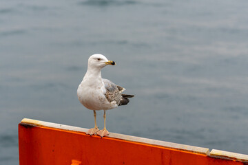 A seagull sits on the shore of the Bosphorus Strait
