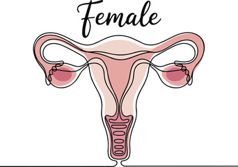 Female reproductive uterus in continuous single line art style, one line outline vector illustration for women's health awareness

