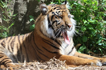 Sleepy tiger in nature