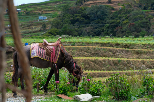 A pony in Sakura Park Atok Benguet, Philippines.