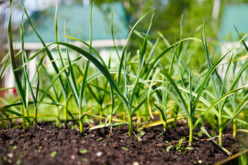 Young green onions grow in a garden, in moist soil