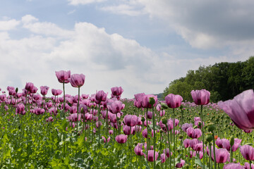 Viele Schlafmohnblüten bilden ein Feld vor blauem Himmel mit Wolken.