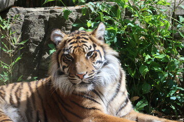 Sleepy tiger in nature