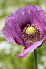 Die geöffnete Blüte des Schlafmohns zeigt die Samenkapsel und die Staubgefäße.