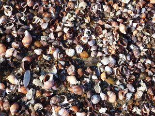 background of sea snails shells.