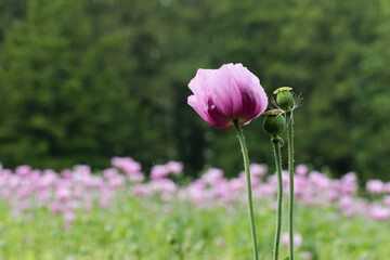 Eine Blüte und zwei Samenkapseln des Schlafmohns vor unscharfem Hintergrund.