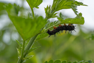A spiny black caterpillar of the European peacock butterfly (Aglais io) feeds on stinging nettle leaves in a lush, green natural setting