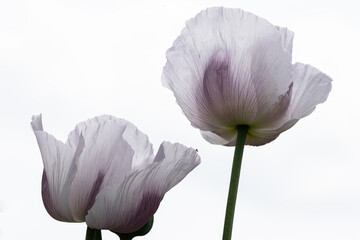 Zwei durchscheinende zarte Schlafmohnblüten vor hellem Hintergrund.