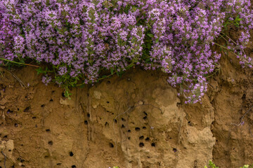 Thyme-covered earthen slope with visible insect holes—an important pollinator habitat and refuge for ground-nesting bees, showcasing rich biodiversity and ecological value © Maciej Bonk
