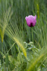 Eine Schlafmohnpflanze steht zwischen Getreideähren.