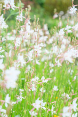 初夏から晩秋にかけ白い蝶のような花を咲かせるガウラ　別名白蝶草