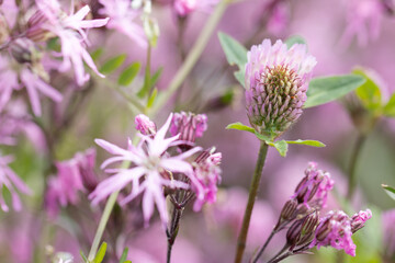 Eine Blüte des Rotklees  steht in einem Meer aus Lichtnelken.