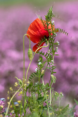 Eine rote Mohnblume stützt sich an die aufragende Acker-Wicke vor unscharfem Hintergrund aus rosa Kuckucks-Lichtnelken.