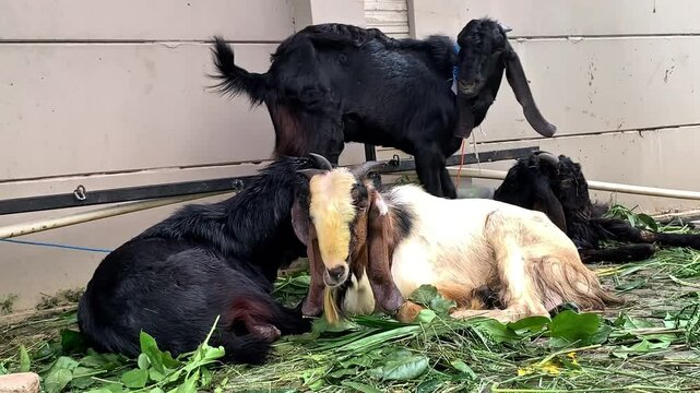 Goat prepared for Eid al-Adha sacrifice, standing near green fodder. Represents Islamic tradition, religious ritual, and livestock dedication during the holy celebration.