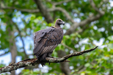 Indain Vulture/ White rumped Vulture perched on a tree bark, Photographed at Nagarhole, Karnataka India