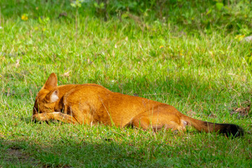 Indian Dhole, Indian Dholes playing in the wild at Nagarhole tiger reserve, Karnataka, India