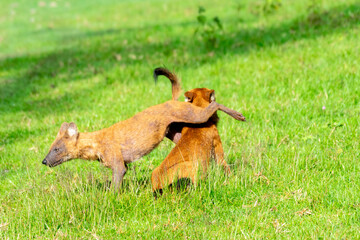 Indian Dhole, Indian Dholes playing in the wild at Nagarhole tiger reserve, Karnataka, India