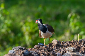Portraits of red wattled lapwing
