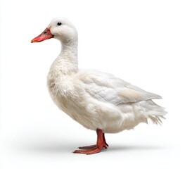 white goose isolated on white background