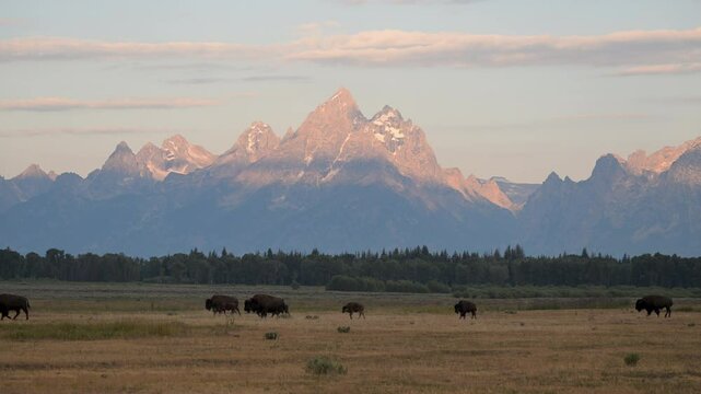Bison Walk in Front of Grand Teton National Park