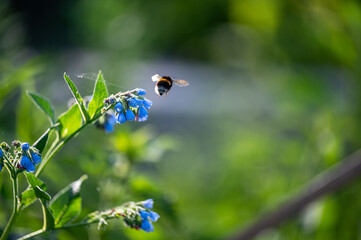Bumblebee collecting nectar from blue wildflowers in macro close-up photography