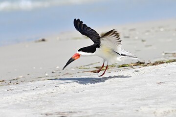 A Black Skimmer Bird comes in for a landing on a sandy Florida beach near the water's edge.