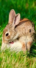 rabbit in the grass unbounded by greenery